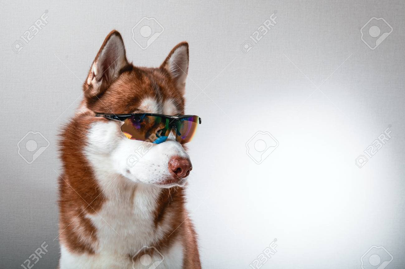 husky sunglasses