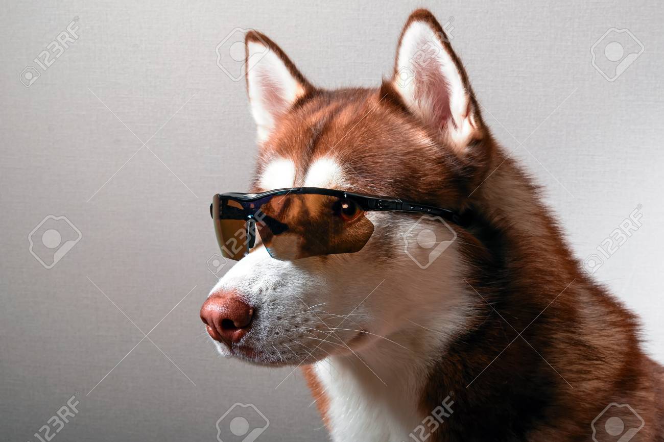 husky sunglasses