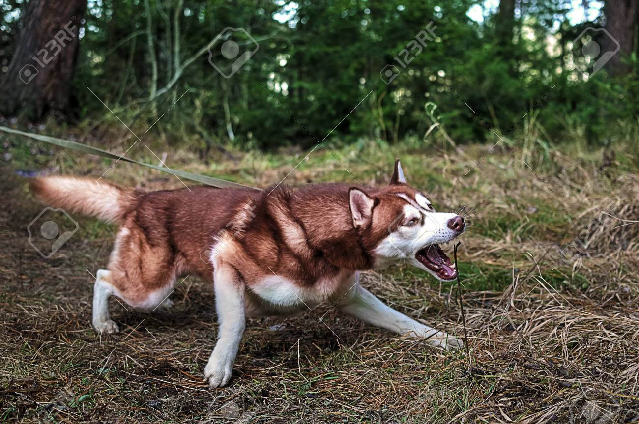 how to stop a husky from pulling