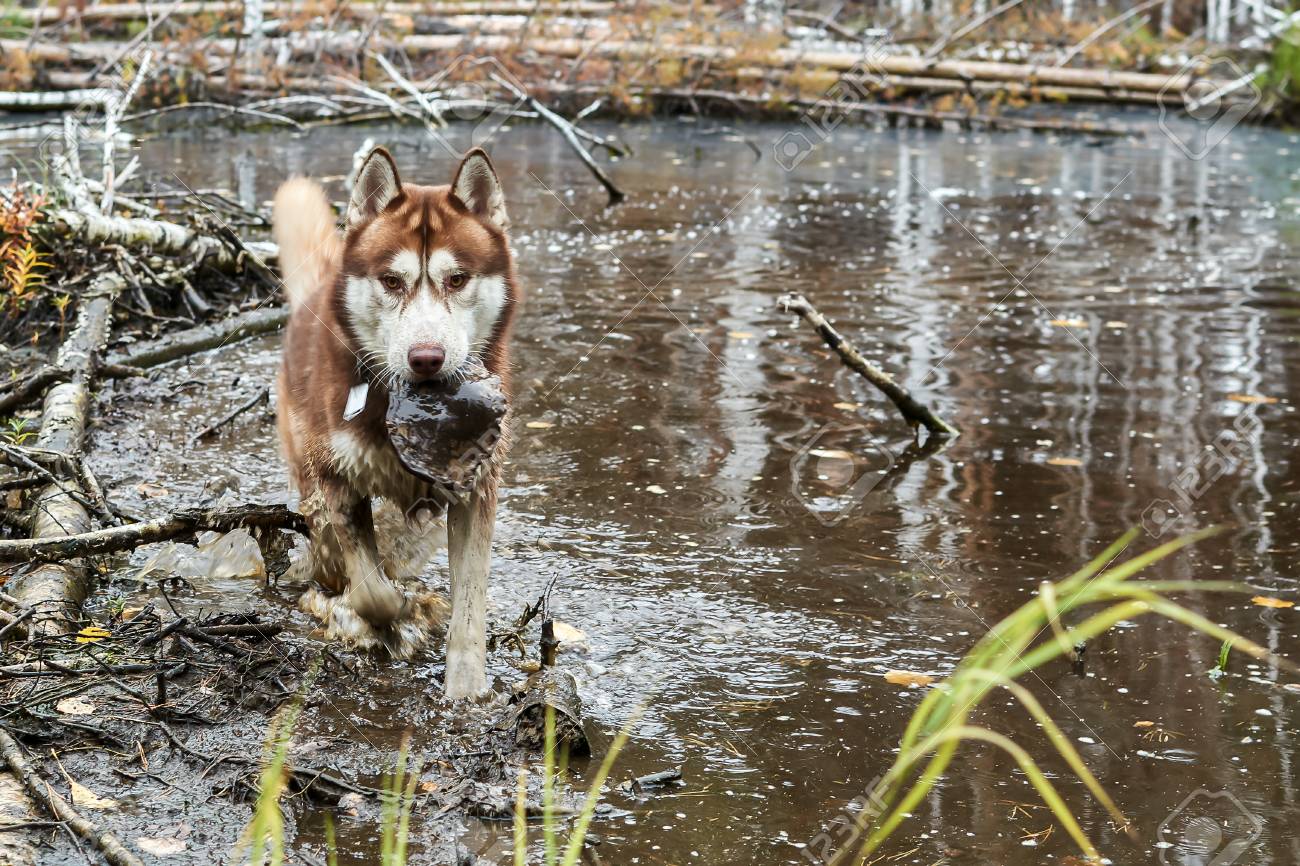 husky hunting dog
