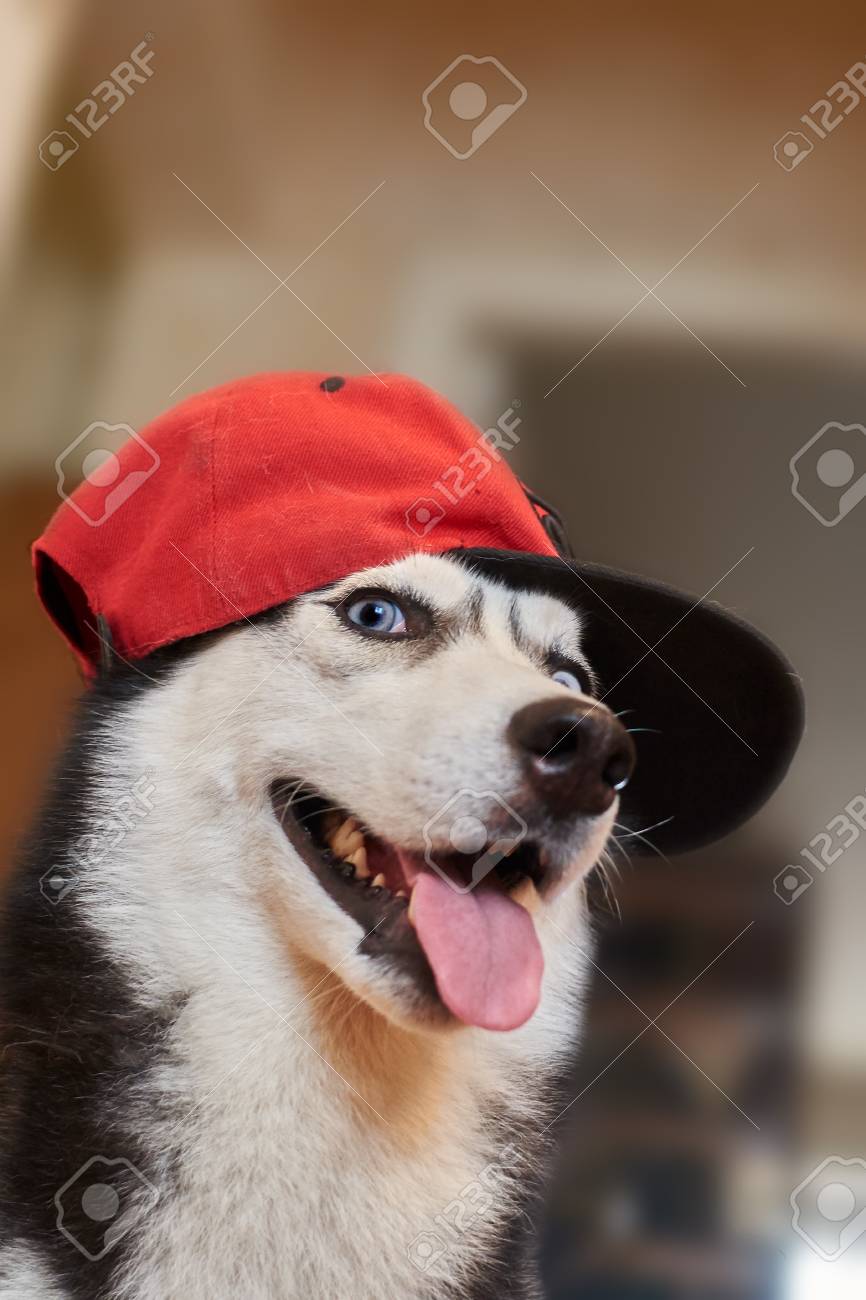 husky cap