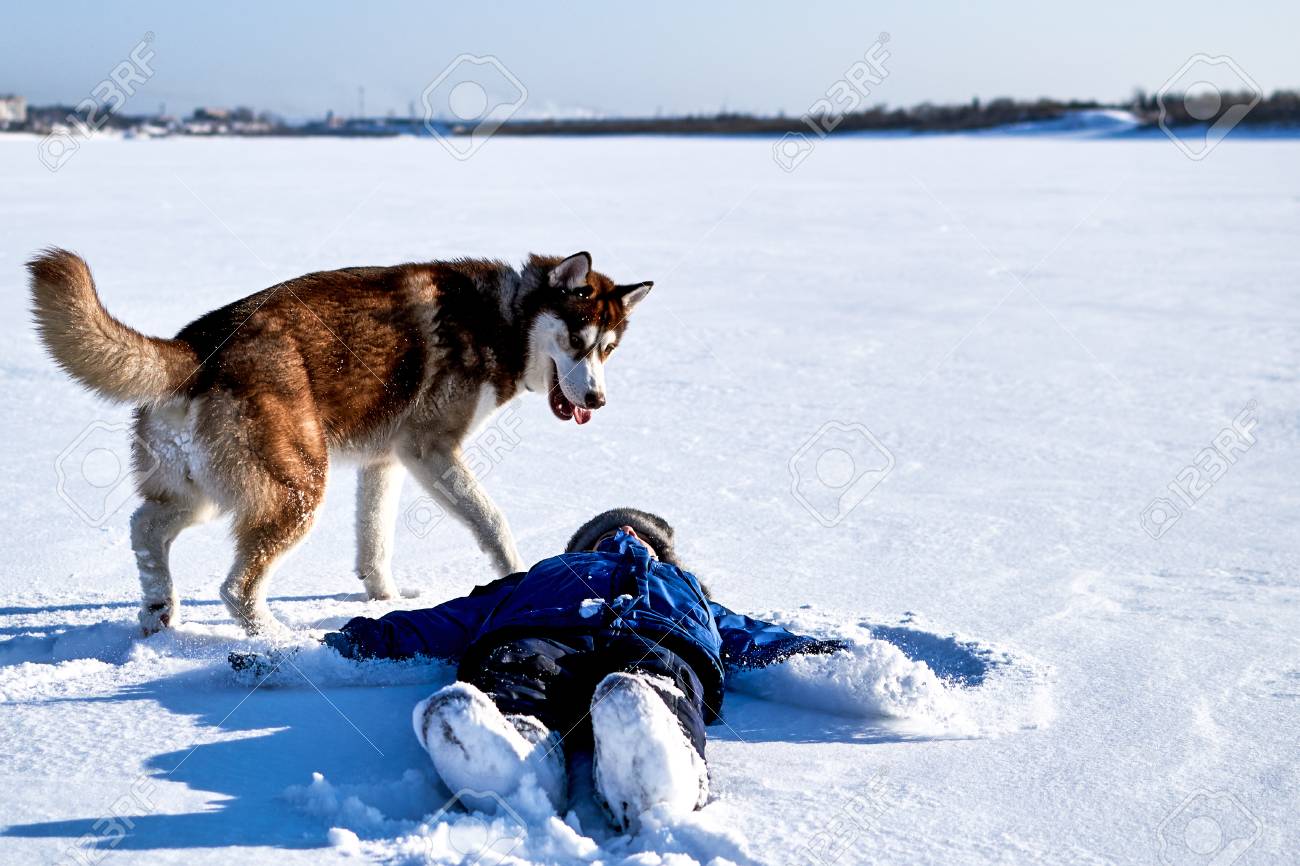 baby husky in snow