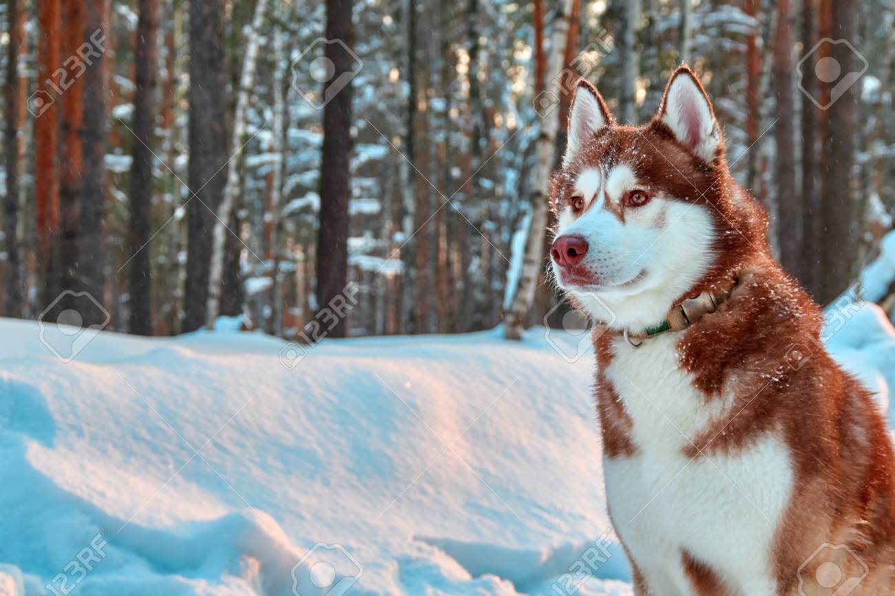 red husky
