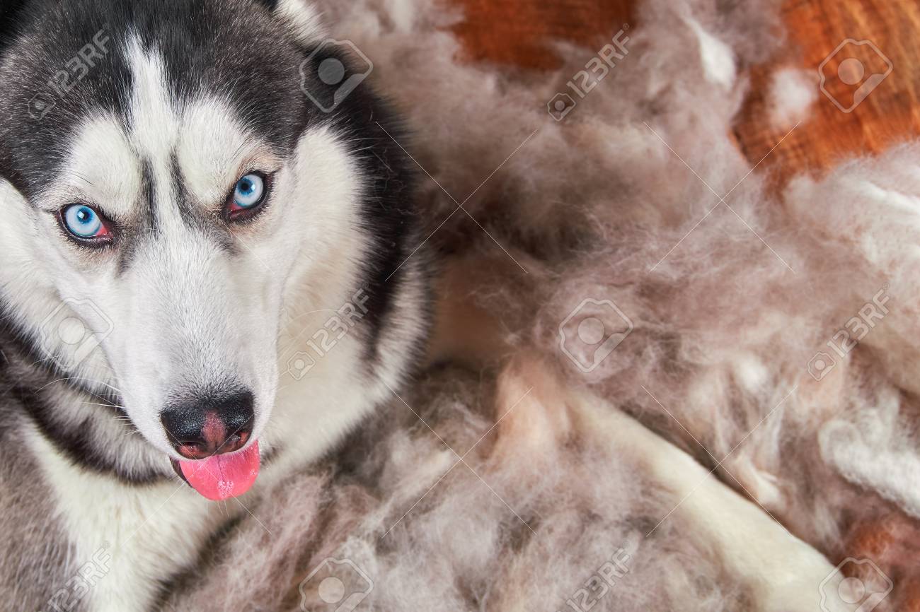husky single coat