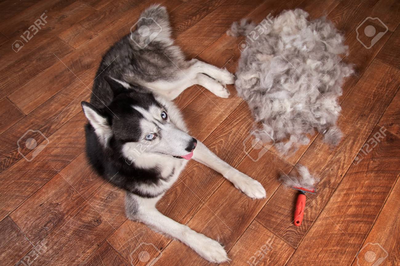 husky brush