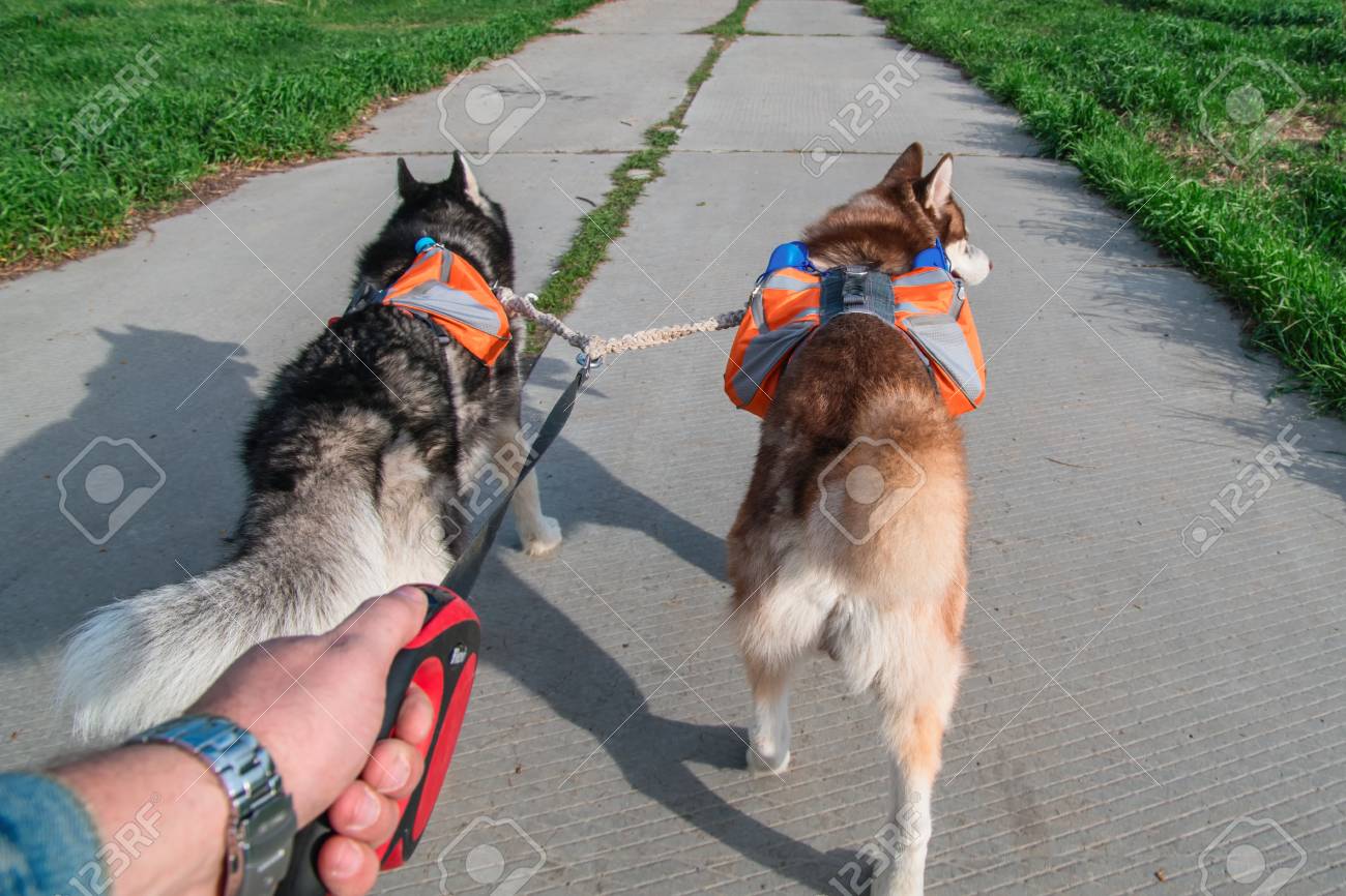 siberian husky backpack