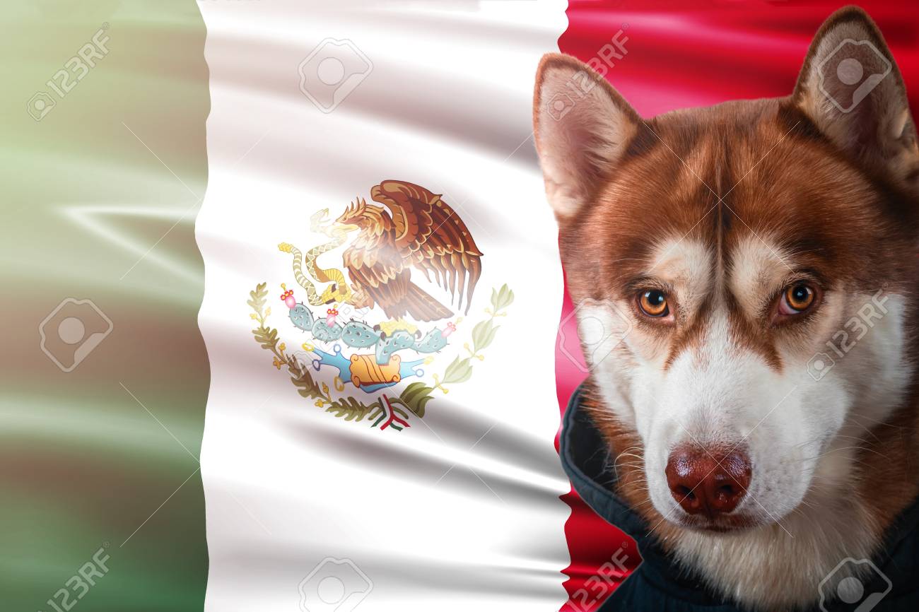 mexican state dog