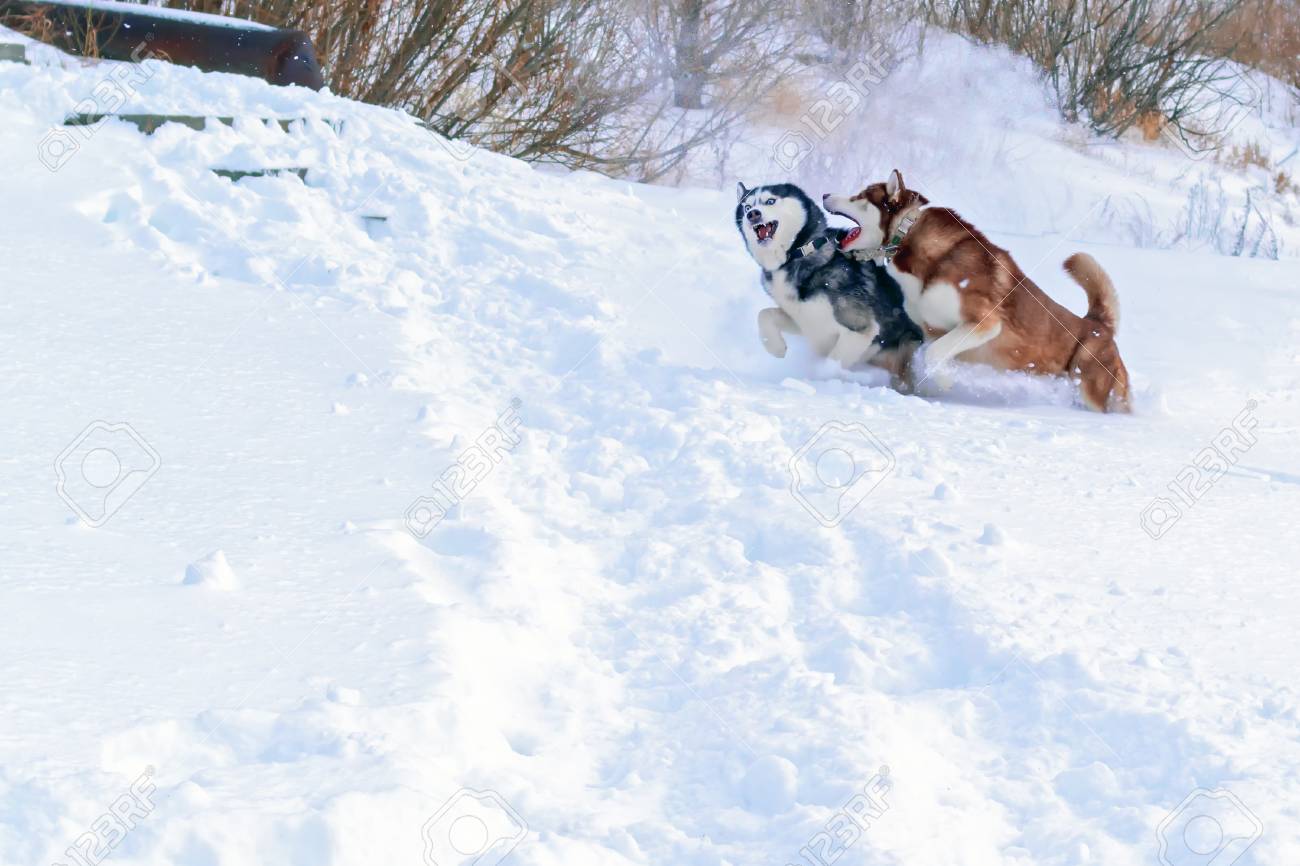 Siberian Husky Dogs Winter Happy Husky Run In White Snow Siberian Husky Dogs Winter Happy Husky Run In White Snow