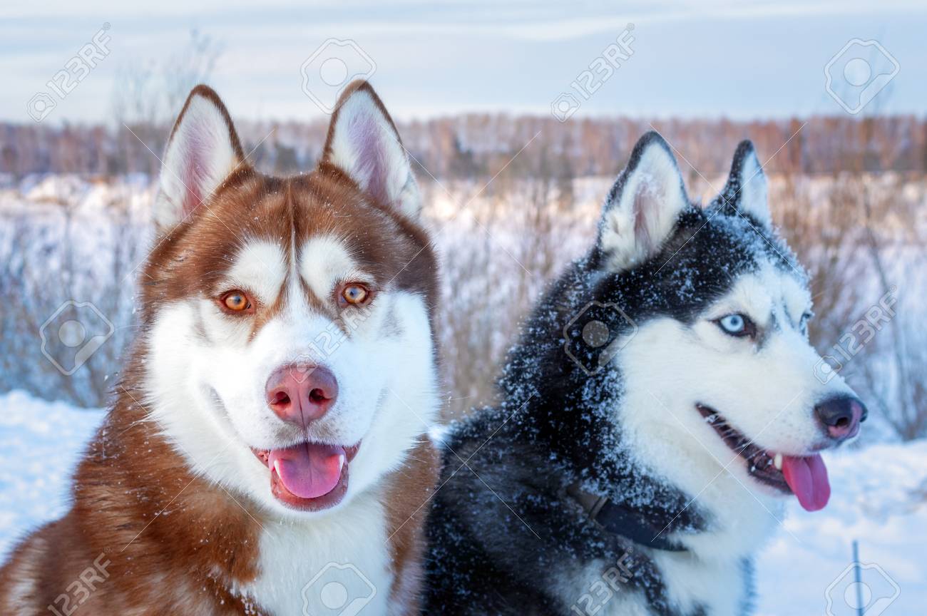 science diet veterinary