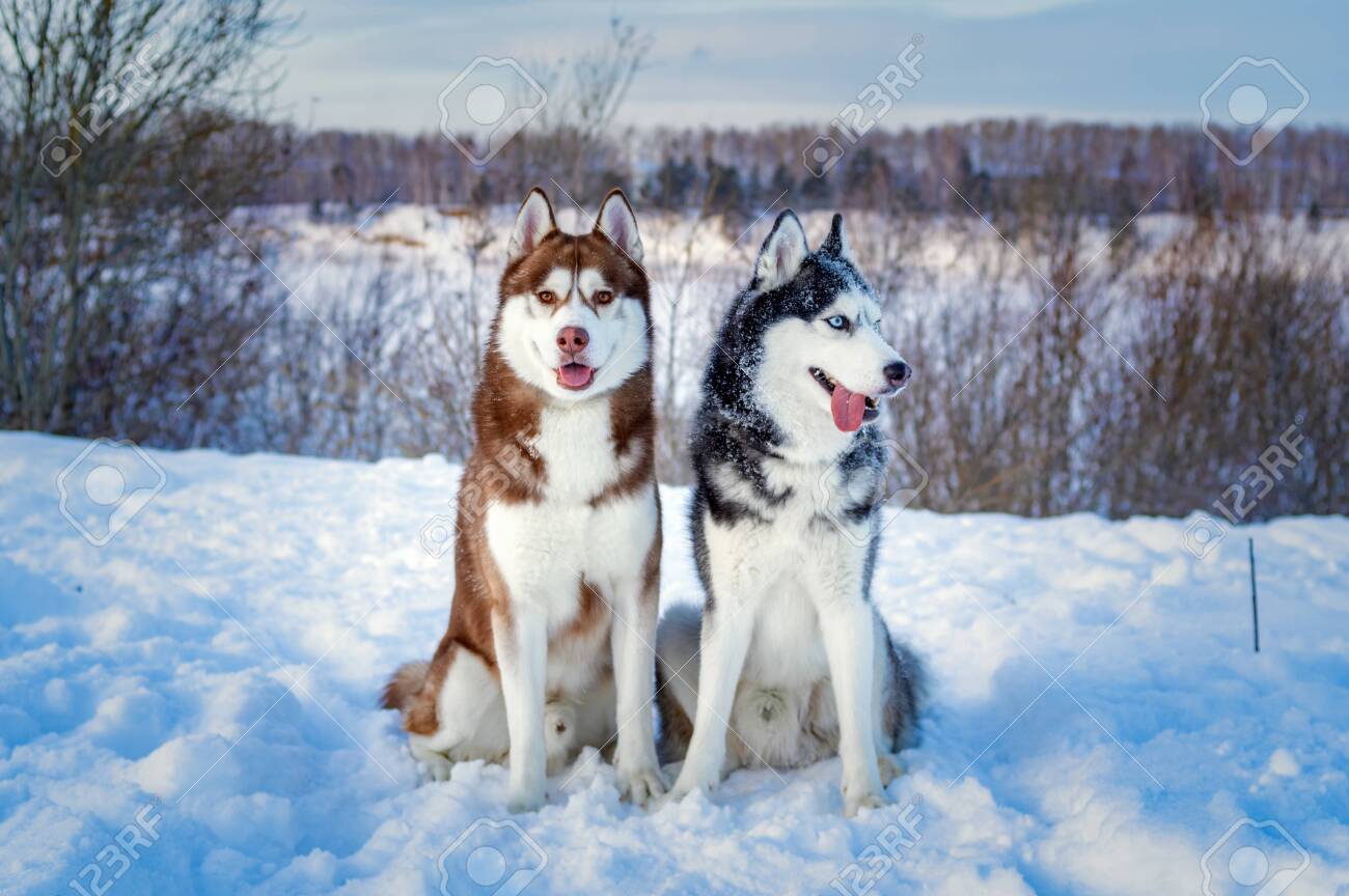 Two Siberian Husky Dogs Looks Around. Husky Dogs Has Black, Brown And White  Coat Color. Snowy White Background. Closeup. Winter Sunset. Cute Portrait  Beautiful Dogs. Stock Photo, Picture and Royalty Free Image., image size:1300x864