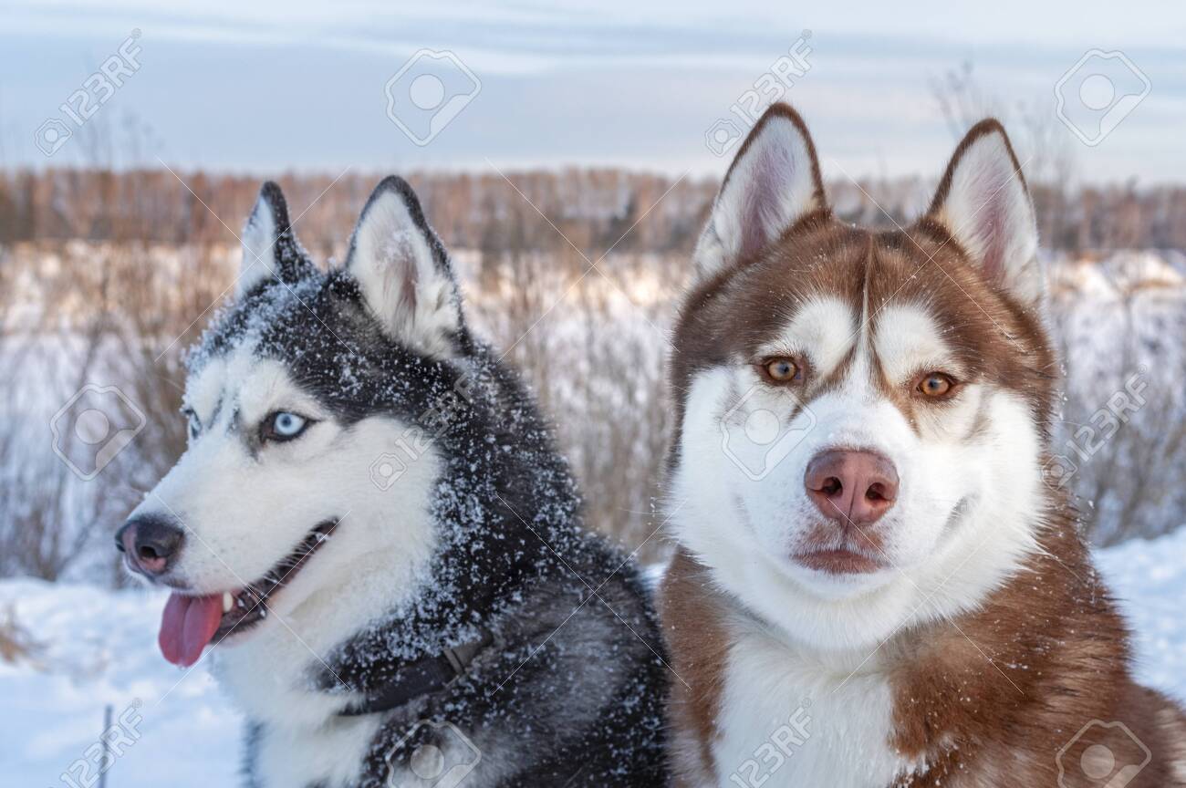 Two Siberian Husky Dogs Looks Around. Husky Dogs Has Black, Brown And White  Coat Color. Snowy White Background. Close Up. Winter Sunset. Cute Portrait  Beautiful Dogs. Stock Photo, Picture and Royalty Free, image size:1300x864