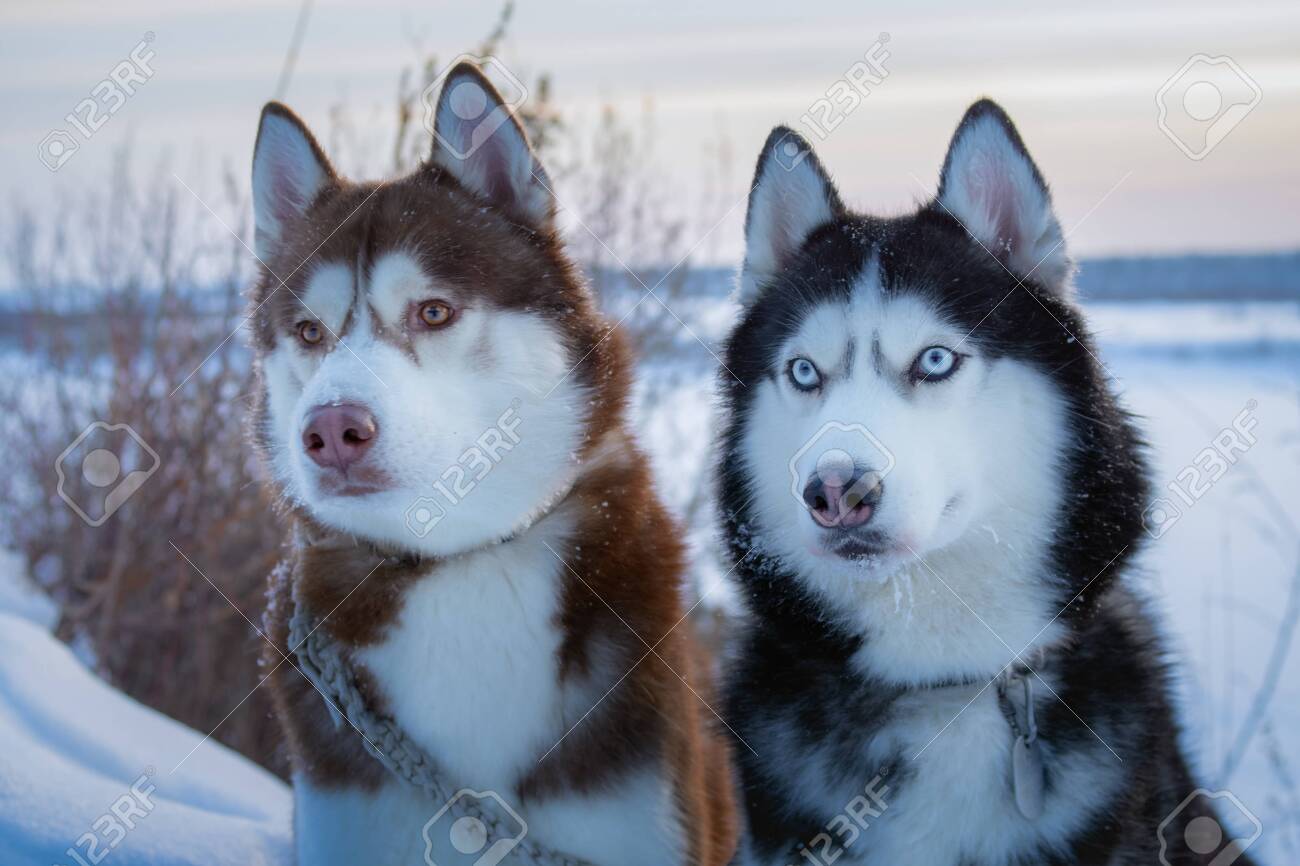 siberian husky winter coat