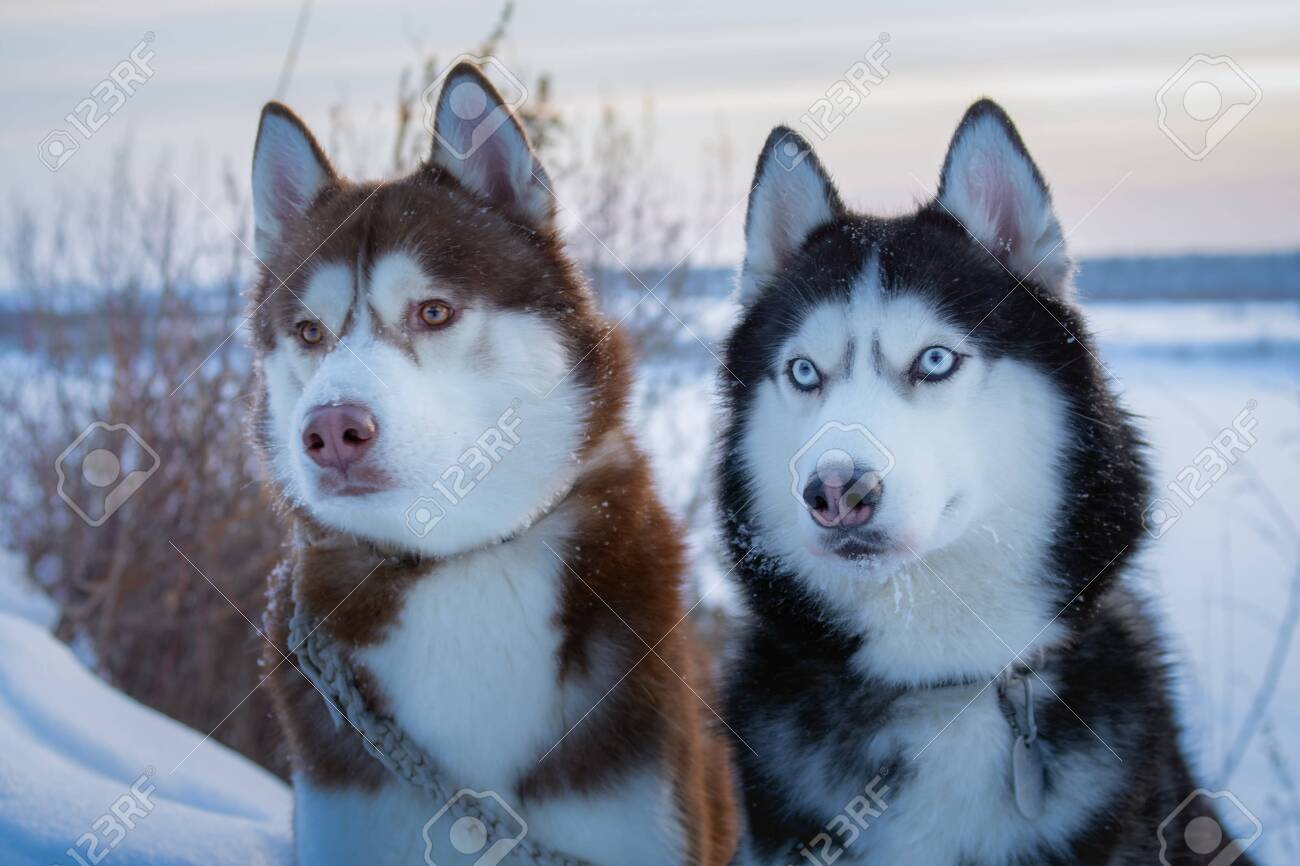husky winter coat