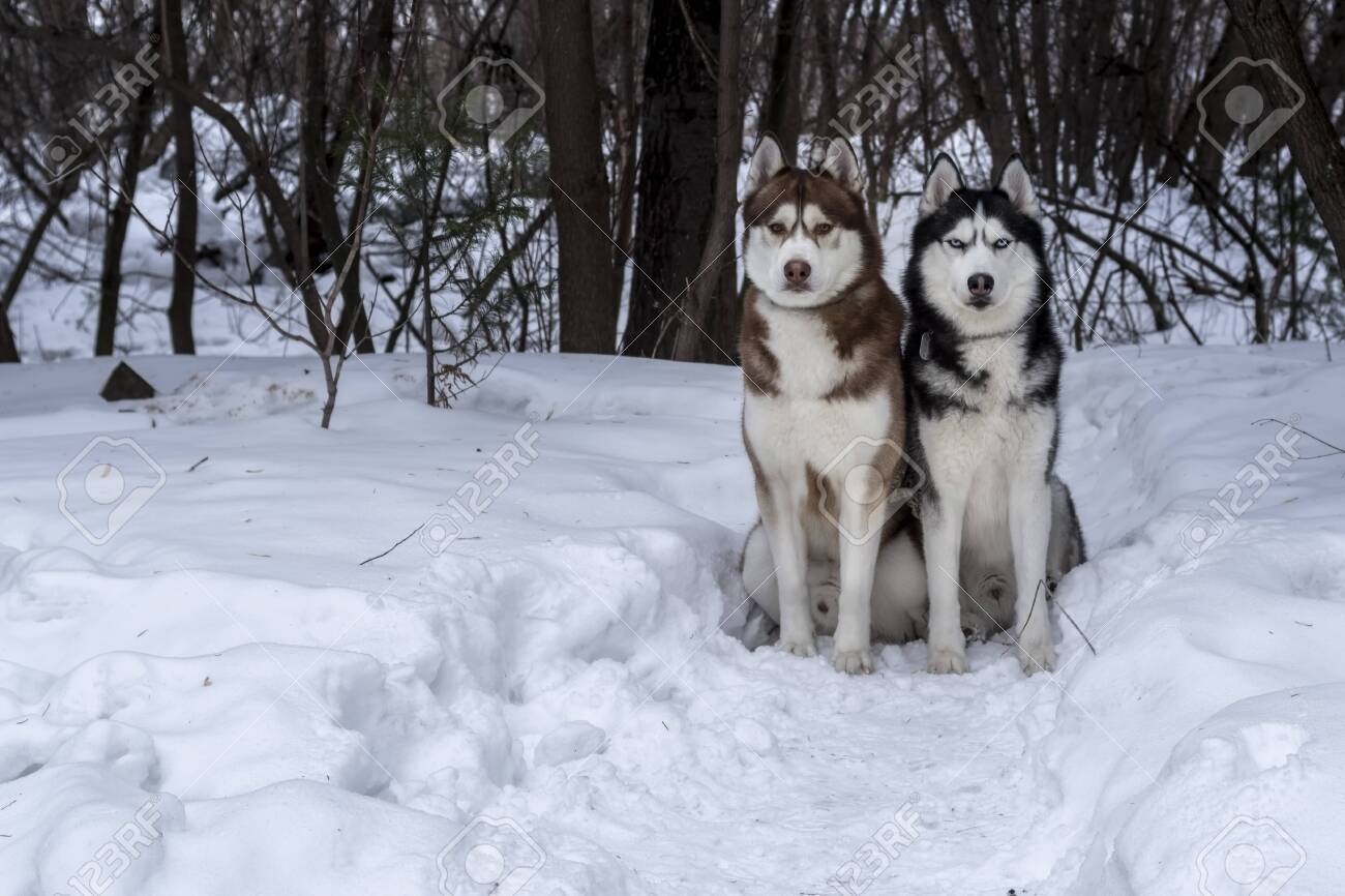 Blue Eyes Husky Colors Yellow And White Husky Two Siberian Husky - Main Image