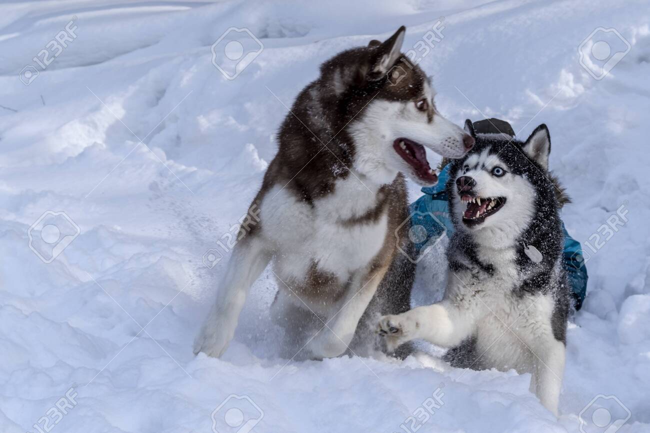 husky biting