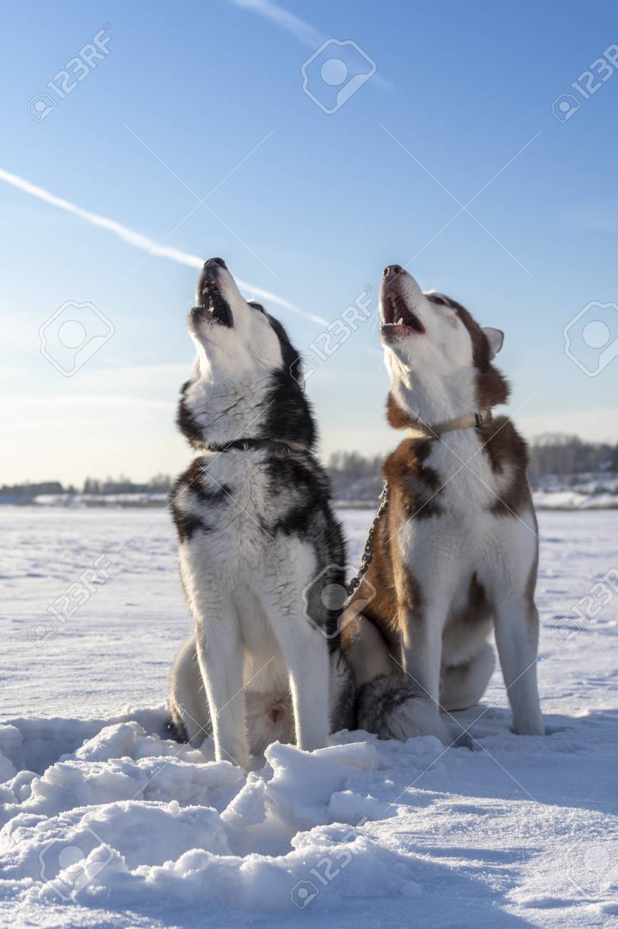 Beautiful Siberian Huskies Howl Raising Their Muzzles Up Winter Sunny Landscape With Blue Sky And White Snow Stock Photo Picture And Royalty Free Image Image 121181030