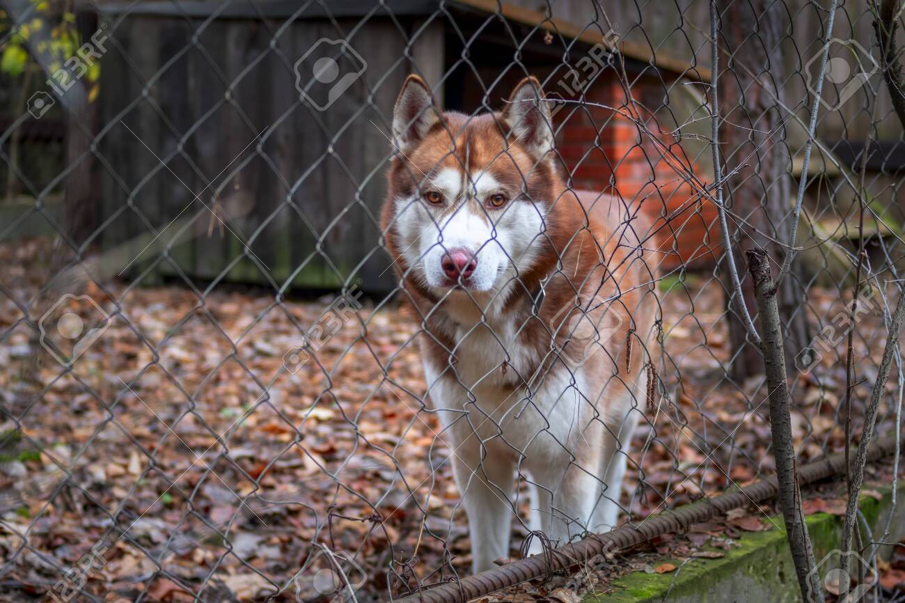 husky jumping fence