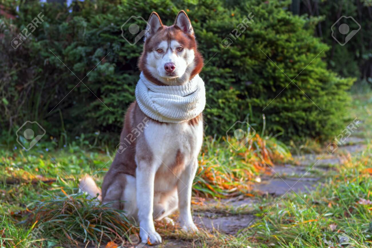 husky red coat