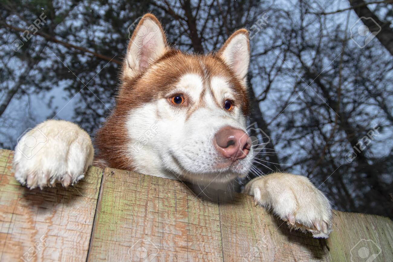 husky climbing fence