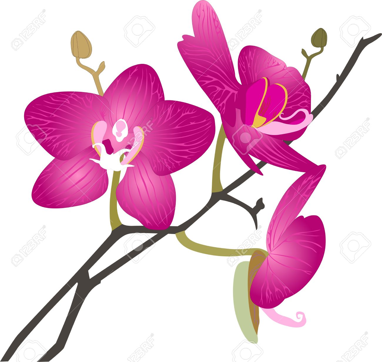 orchids flowers it is