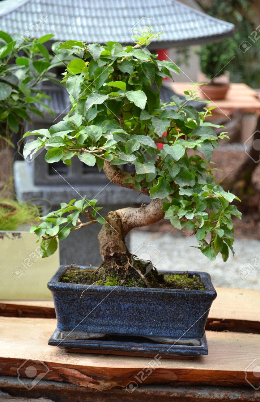 市場】盆栽：無花果(いちじく)* 現品 一点物 イチジク Ichijiku bonsai