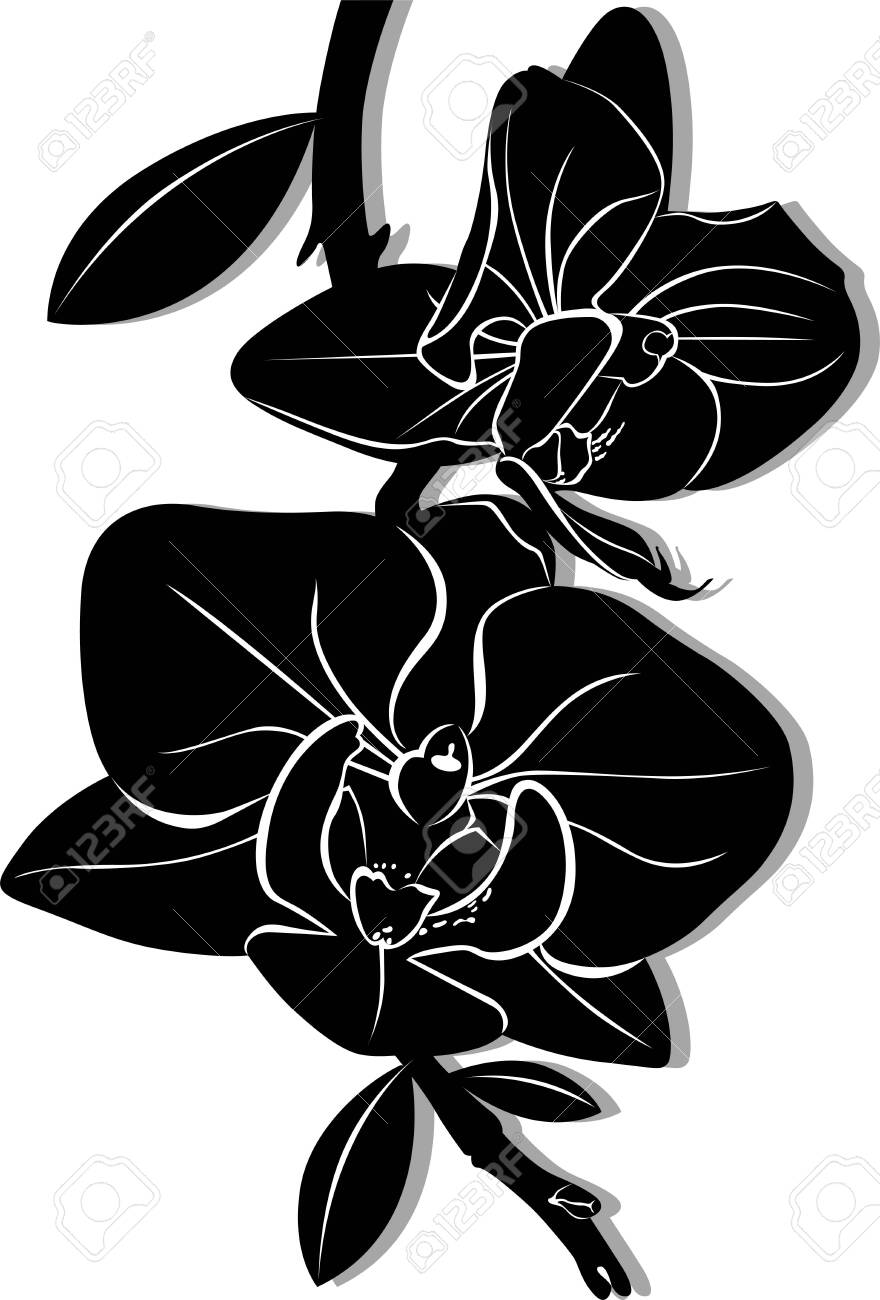 黒蘭の花 のイラスト素材 ベクタ Image