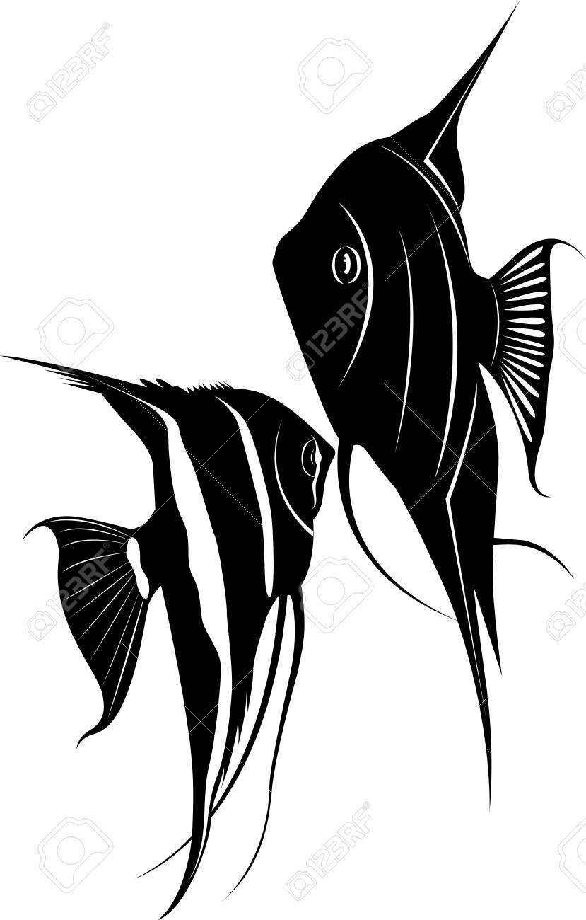 エンゼルフィッシュ のイラスト素材 ベクタ Image