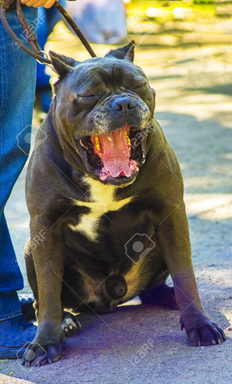 cane corso leash
