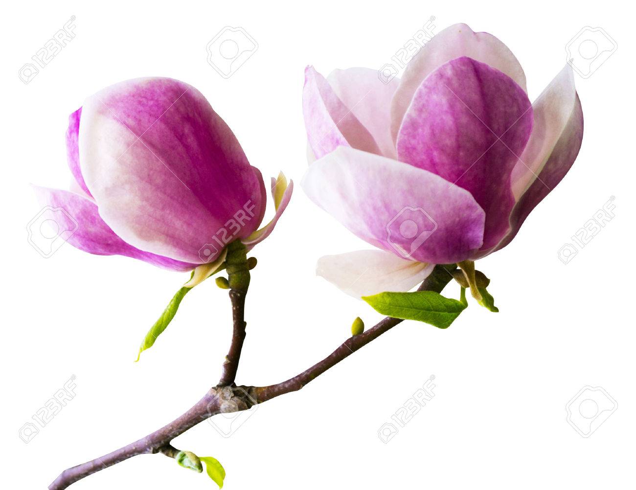 decoration of few magnolia flowers pink magnolia flower isolated