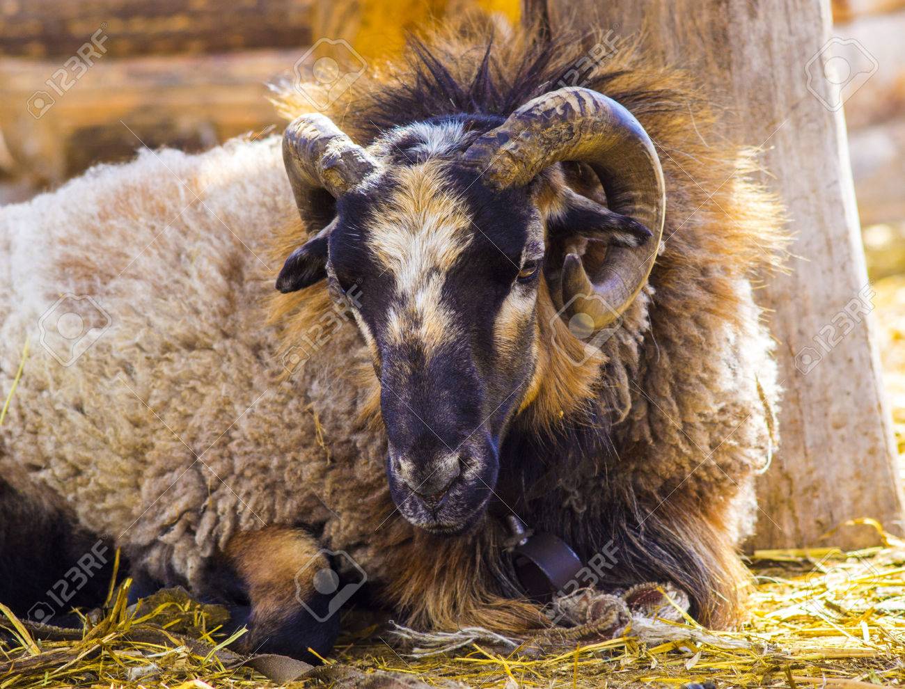 Ram ビッグホーン羊 大きな角を持つ羊ラム写真家の棚を見ています 羊をラムします 農場の動物 Ram の写真素材 画像素材 Image