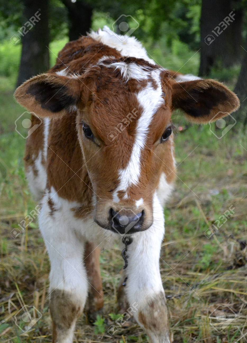 Resultado de imagen de becerro