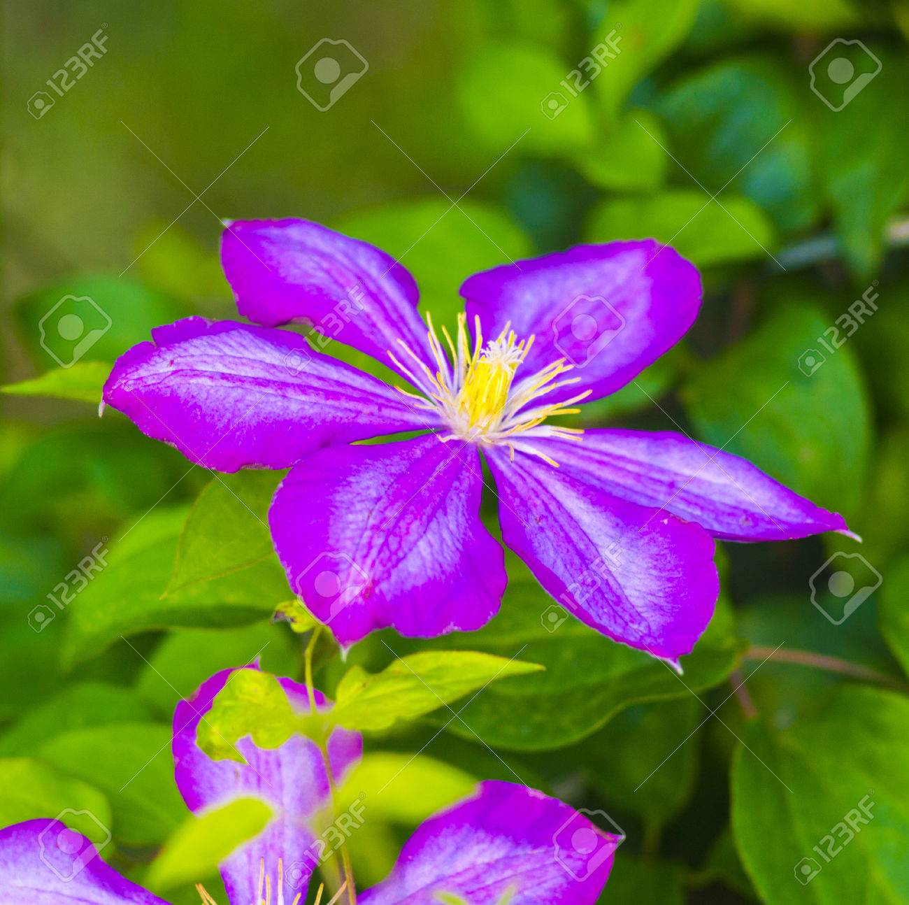 クレマチス 緑の背景の上のクレマチスの美しい紫色の花 紫のクレマチス Flowers Clematis 花 の写真素材 画像素材 Image