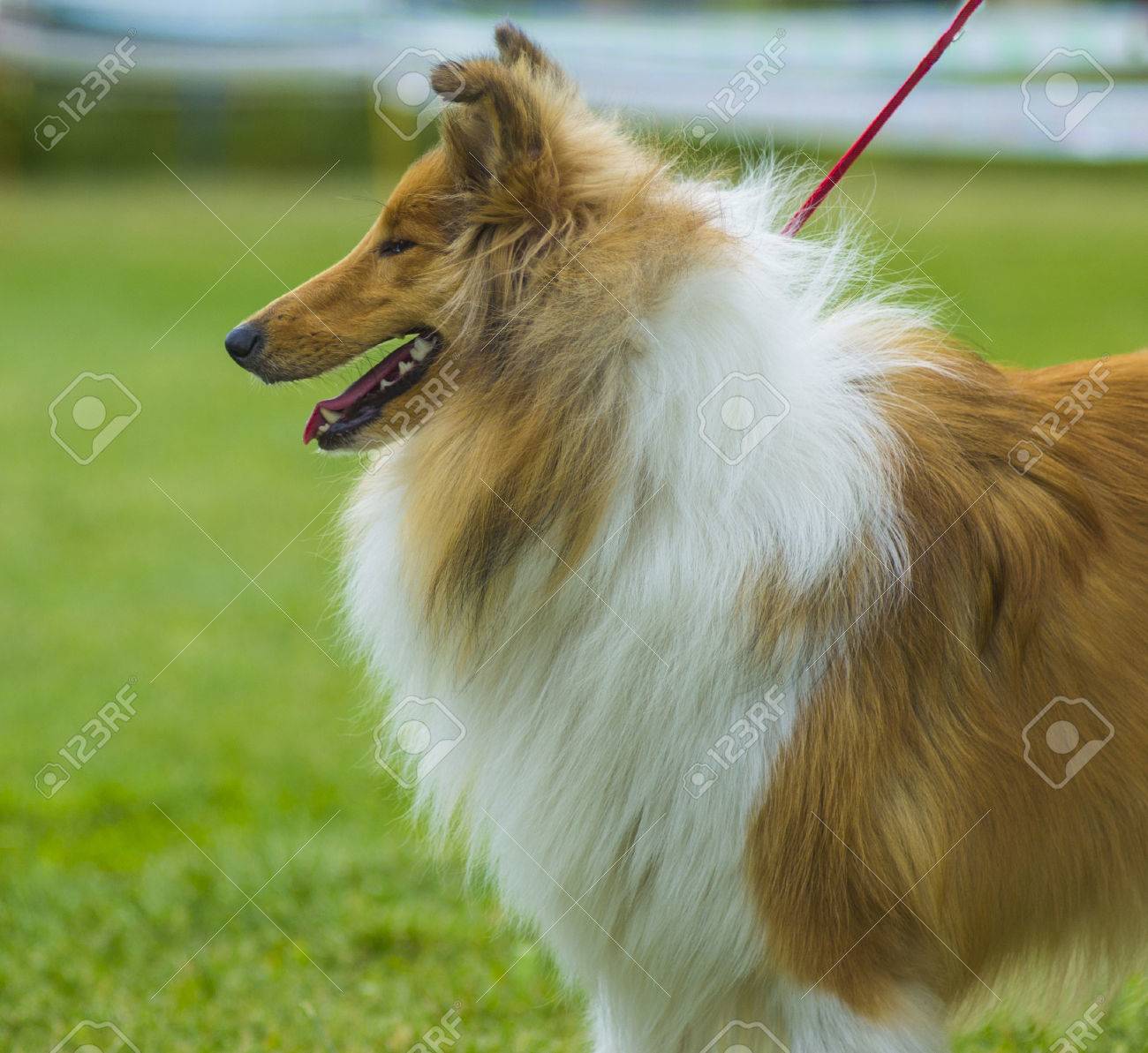 Colley Dog Collie Le Collie Est Un Type Distinctif De Chien Délevage Y Compris De Nombreuses Races Locales Liées Et Des Races Formelles Portrait