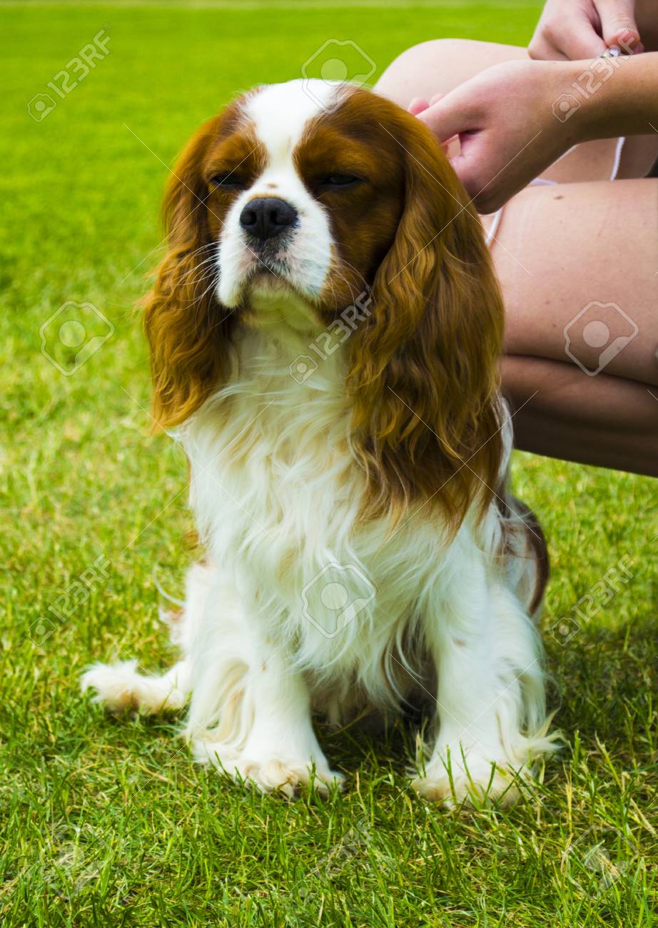 cavalier king charles spaniel portrait of cavalier king charles