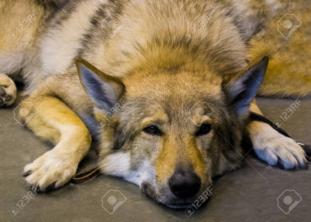 横狼 Japaneseclass Jp