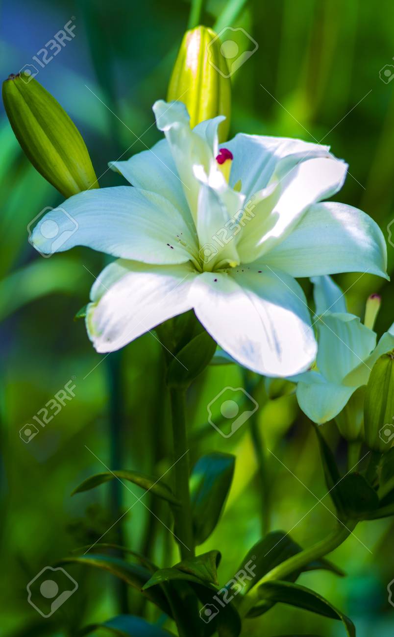 ユリ マドンナ リリー 白いユリ 花春 リリー ホワイト 白い花 白い花びらに ユリの花をフェンス 驚くほど白い花 春の花に対して リリー ホワイト の写真素材 画像素材 Image