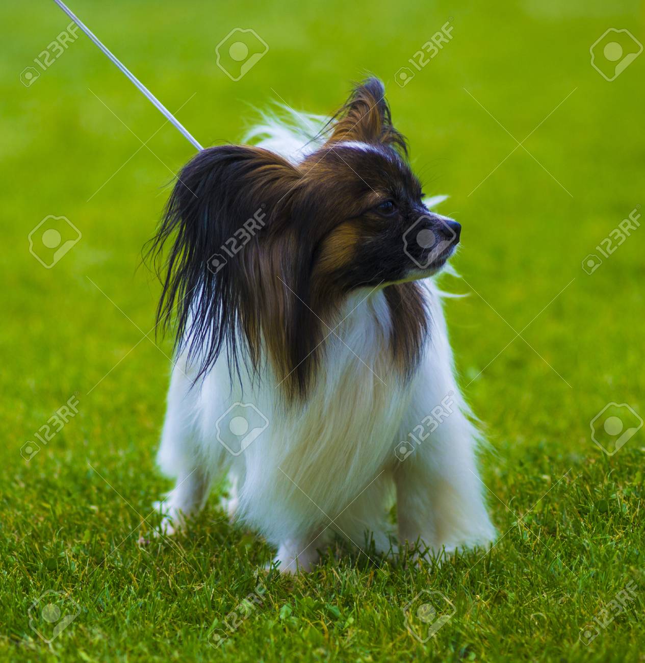 small papillon