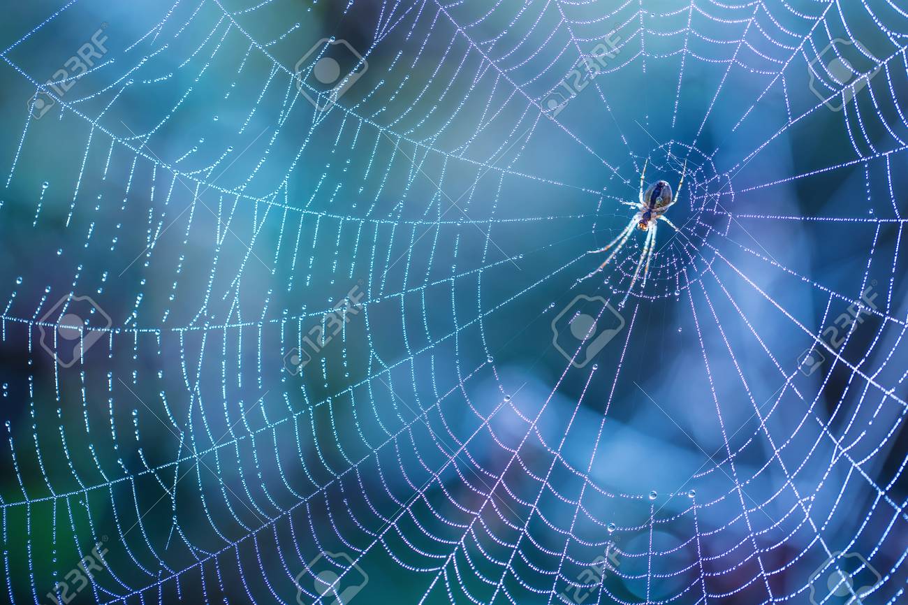 朝は クモの巣に露のしずきます 露の蜘蛛の巣を削除します マクロの自然の美しい色は の写真素材 画像素材 Image