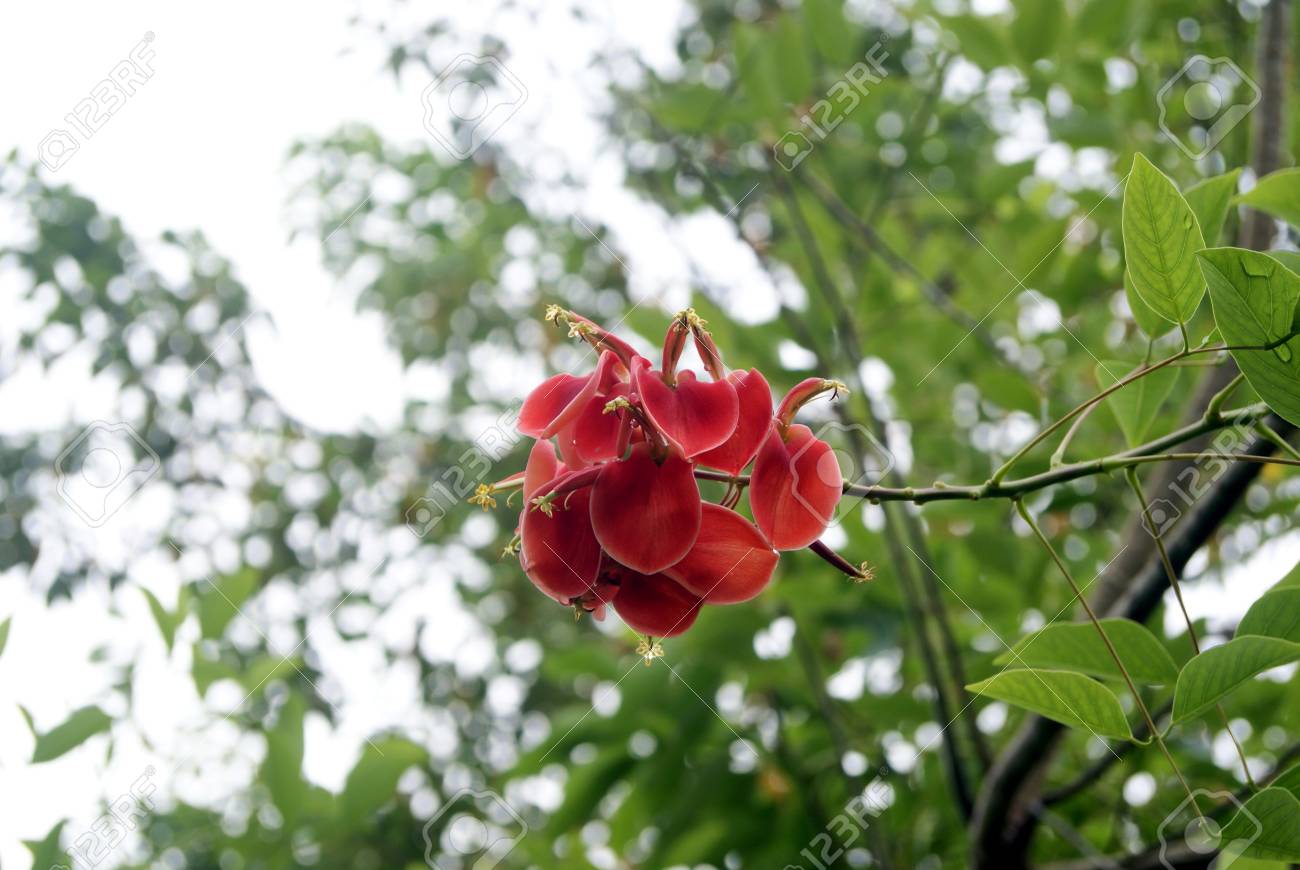 木の赤い花 の写真素材 画像素材 Image