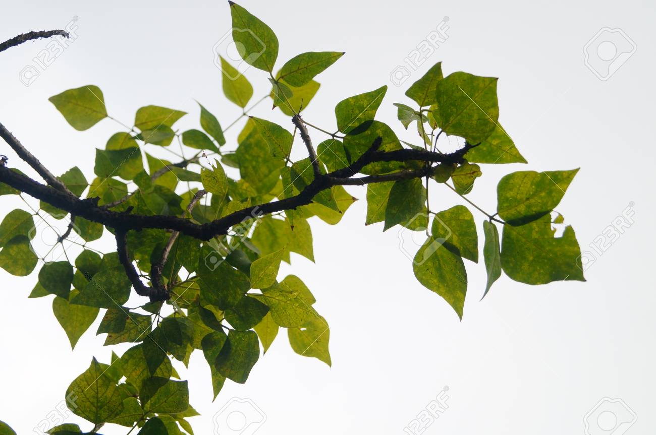 木の枝と葉 の写真素材・画像素材. Image 47249464.