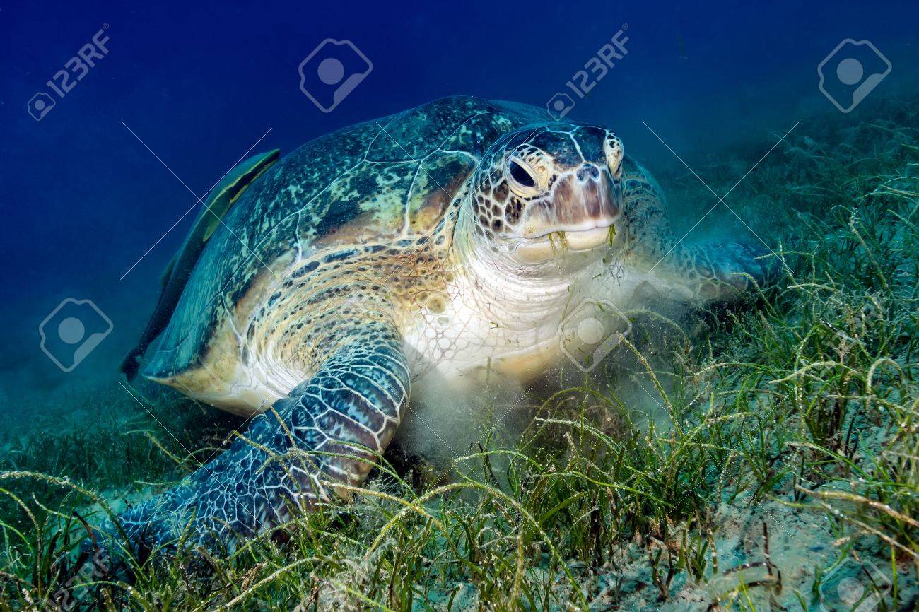 添付コバンザメと緑の海カメは乱雑海草を食べる の写真素材 画像素材 Image