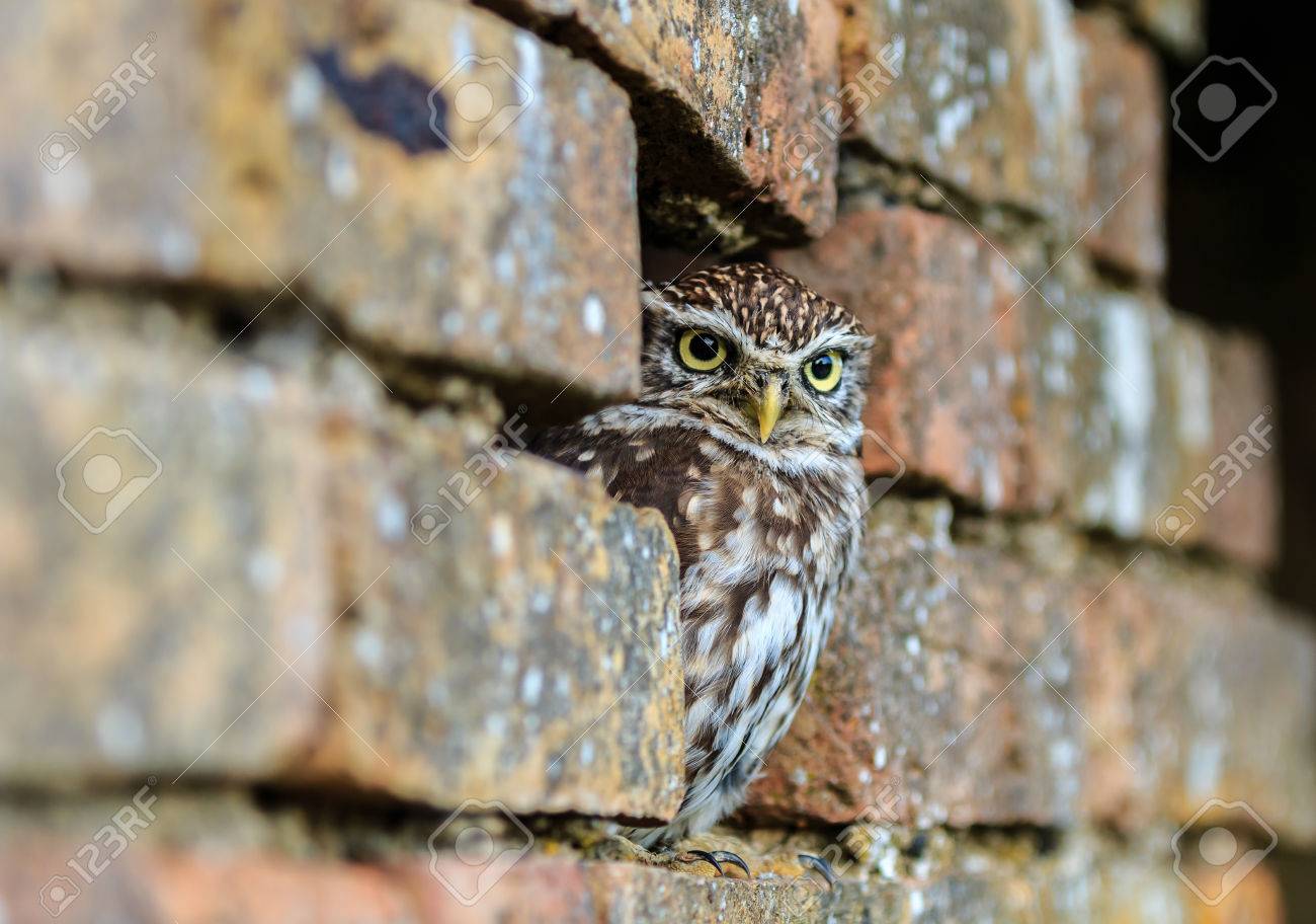 owl brick