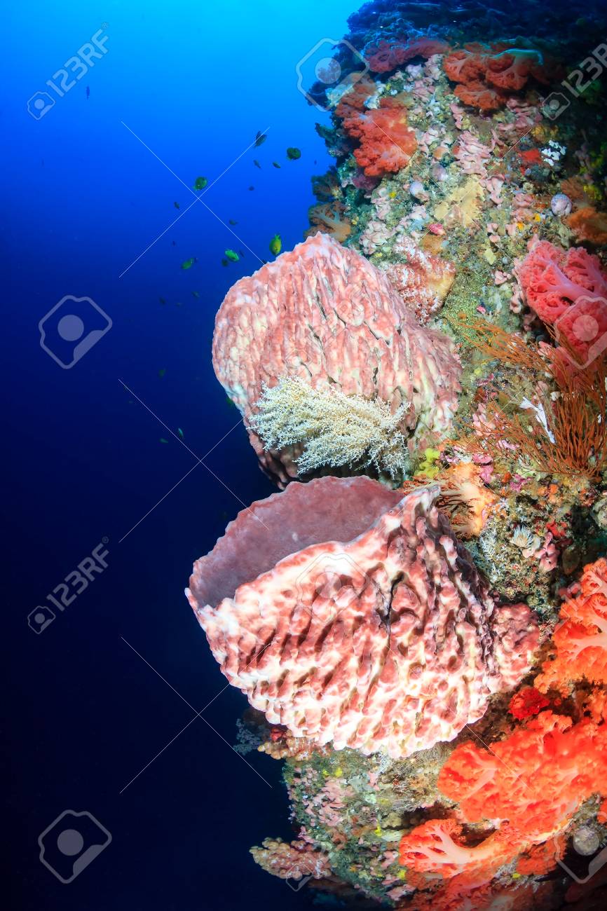 鮮やかな色のソフトコーラルや健康的な熱帯サンゴ礁の壁にスポンジ の写真素材 画像素材 Image