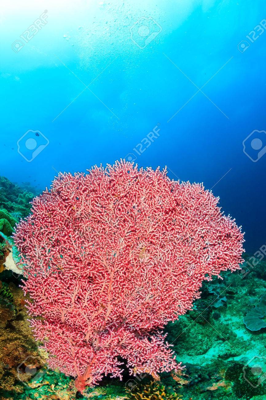 珊瑚　置物　大型 楽天市場】【楽天ランキング1位入賞】人工珊瑚 アクアリウム