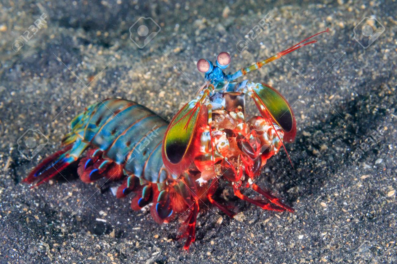 生き生きと色の黒い砂浜海底に孔雀シャコ