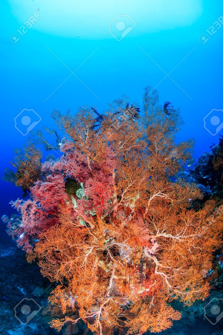 鮮やかな色の海のファンと熱帯のサンゴ礁にソフトコーラル の写真素材 画像素材 Image