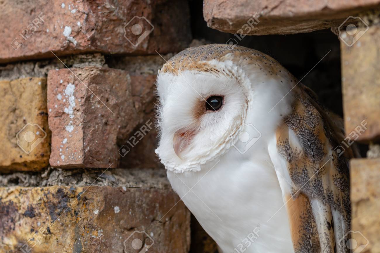 owl brick