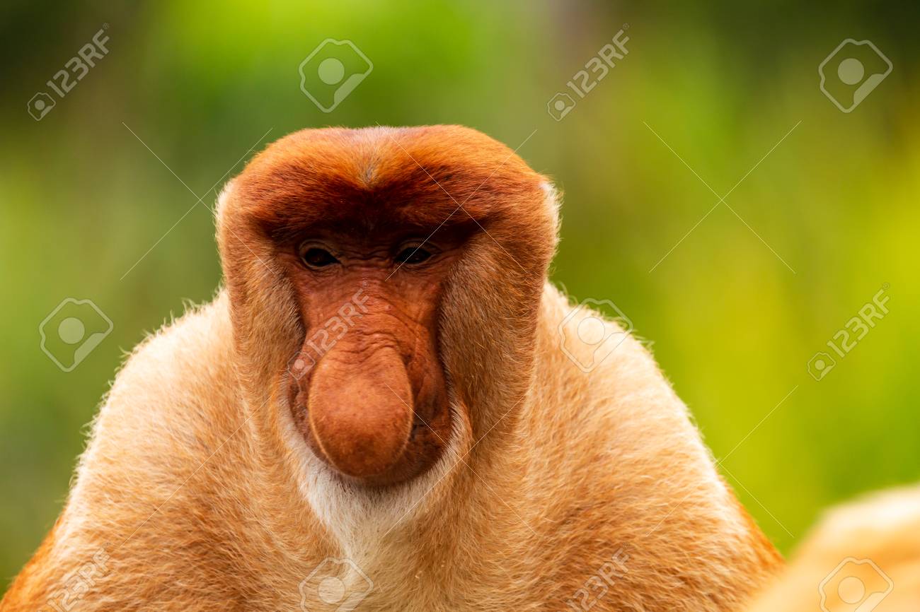 Portrait of a wild Proboscis Monkey in the rainforest of Borneo - 110730403 Portrait of a wild Proboscis Monkey in the rainforest of Borneo - 110730403