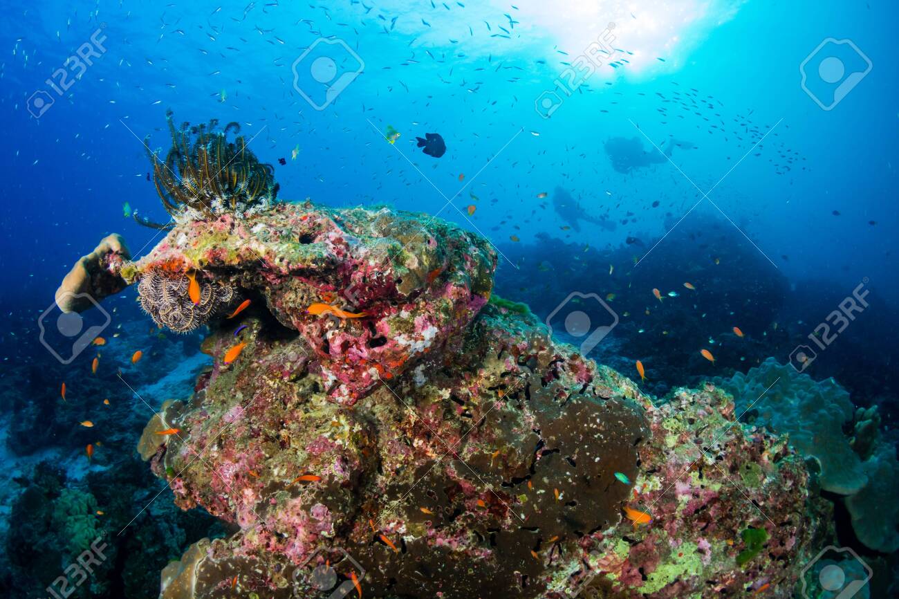 Thriving, healthy tropical coral reef in Thailand's Similan Islands - 135114053 Thriving, healthy tropical coral reef in Thailand's Similan Islands - 135114053