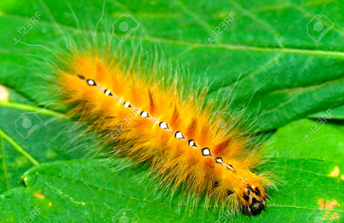 hairy orange caterpillar stock